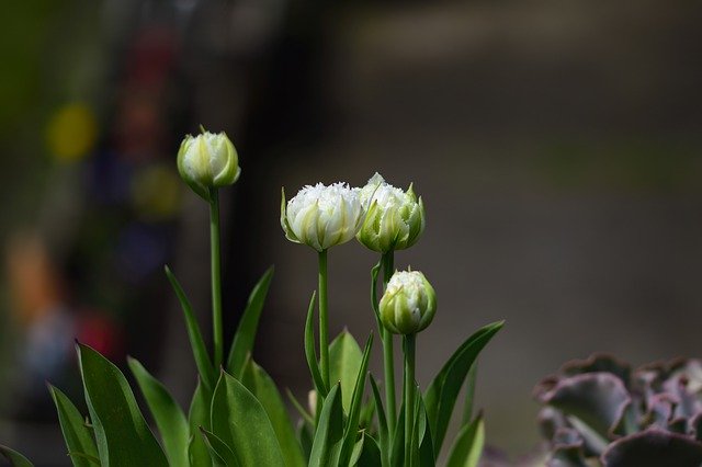 Free download flowers buds plants white flowers free picture to be edited with GIMP free online image editor