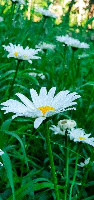 Unduh gratis Bunga Chamomile - foto atau gambar gratis untuk diedit dengan editor gambar online GIMP