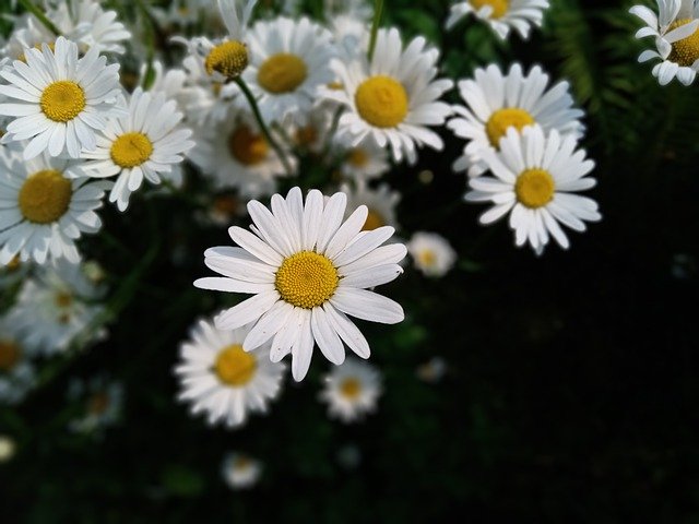 Ücretsiz indir Flowers Chamomile Bloom - GIMP çevrimiçi resim düzenleyici ile düzenlenecek ücretsiz fotoğraf veya resim