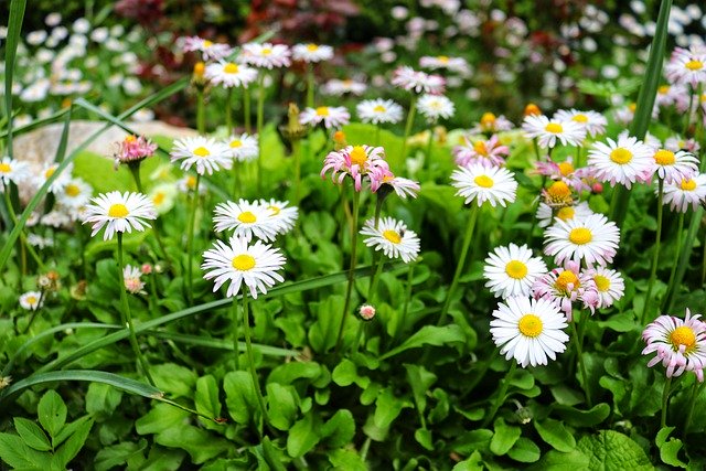 Free download flowers chamomile herbs blooms free picture to be edited with GIMP free online image editor