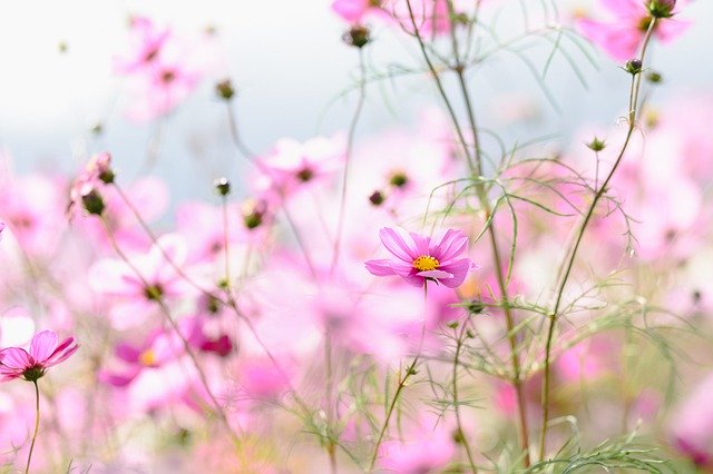 Free download flowers cosmos bloom blossom free picture to be edited with GIMP free online image editor