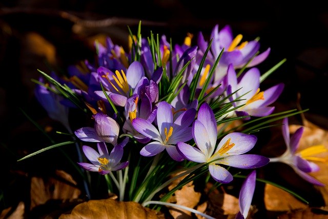 Free download flowers crocuses early bloomer free picture to be edited with GIMP free online image editor