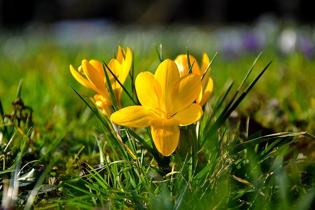 Free download flowers crocuses leaves petals free picture to be edited with GIMP free online image editor