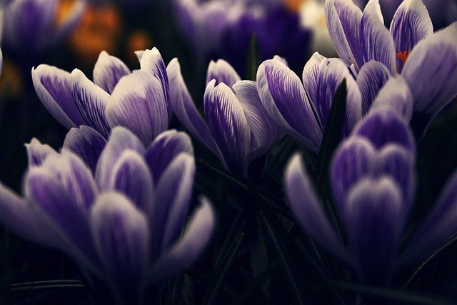 Free download flowers crocuses petals blooming free picture to be edited with GIMP free online image editor