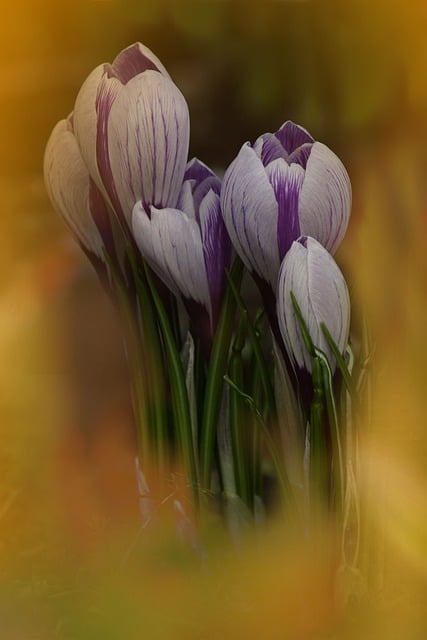 Muat turun percuma Flowers Crocuses Spring - foto atau gambar percuma untuk diedit dengan editor imej dalam talian GIMP