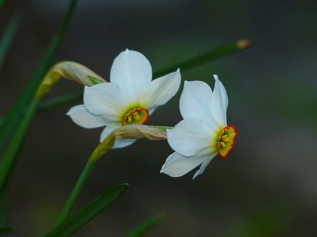 Free download flowers daffodils narcissus spring free picture to be edited with GIMP free online image editor