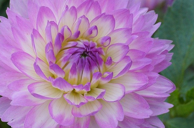 無料ダウンロードFlowersDahliaSummer-GIMPオンライン画像エディタで編集できる無料の写真または画像