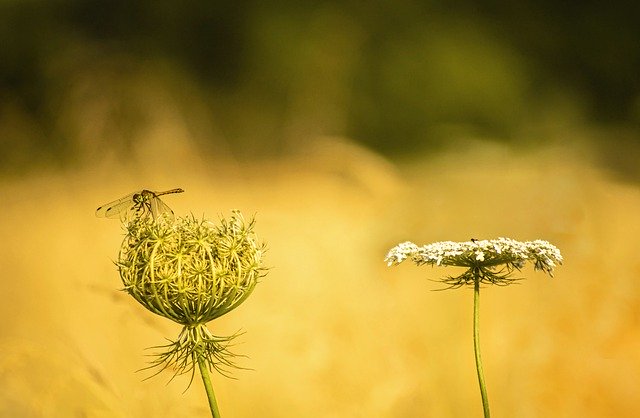 Free download flowers dragonfly field meadow free picture to be edited with GIMP free online image editor