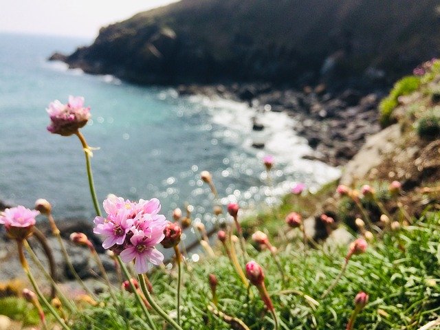 Téléchargement gratuit de Flower Sea Nature - photo ou image gratuite à éditer avec l'éditeur d'images en ligne GIMP