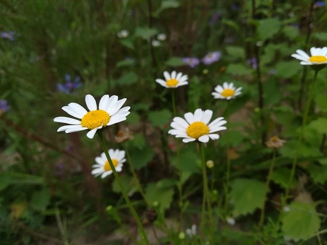 Free download flower sea of flowers travel free picture to be edited with GIMP free online image editor