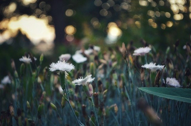 Unduh gratis Flower Flower Bed Bokeh - foto atau gambar gratis untuk diedit dengan editor gambar online GIMP