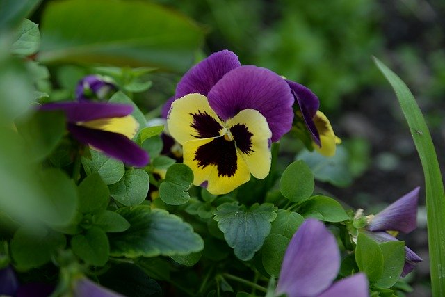 ดาวน์โหลดฟรี Flowers Flower Nature - ภาพถ่ายหรือรูปภาพฟรีที่จะแก้ไขด้วยโปรแกรมแก้ไขรูปภาพออนไลน์ GIMP