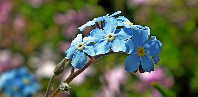 Free download flowers forget me nots nature free picture to be edited with GIMP free online image editor