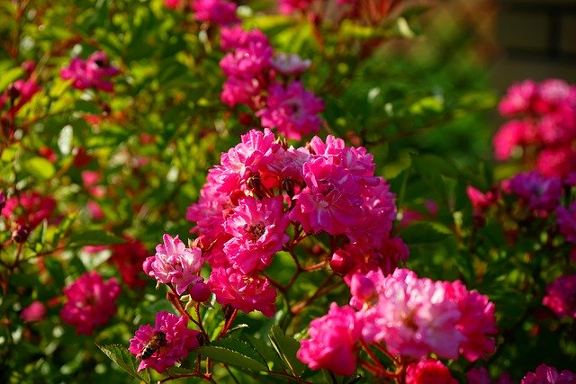 Free download flowers garden pink flowers nature free picture to be edited with GIMP free online image editor