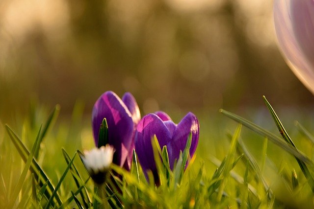 Free download flowers grass nature plants flora free picture to be edited with GIMP free online image editor