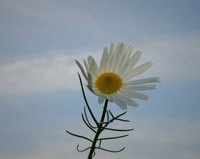 Téléchargement gratuit de Flower Sky Clouds - photo ou image gratuite à éditer avec l'éditeur d'images en ligne GIMP