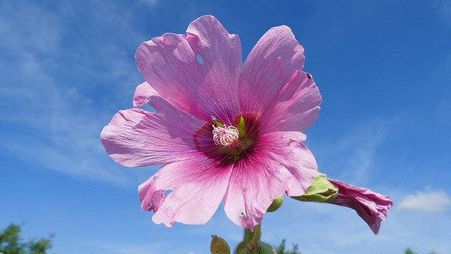 ດາວໂຫຼດຟຣີ Flower Sky Summer - ຮູບພາບຫຼືຮູບພາບທີ່ບໍ່ເສຍຄ່າເພື່ອແກ້ໄຂດ້ວຍຕົວແກ້ໄຂຮູບພາບອອນໄລນ໌ GIMP