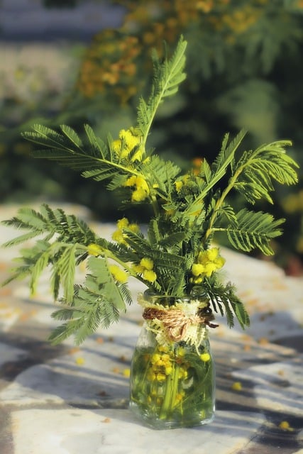 Téléchargement gratuit d'une image gratuite de fleurs mimosa acacia dealbata à modifier avec l'éditeur d'images en ligne gratuit GIMP