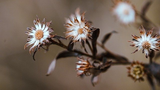 Free download flowers nature autumn plant meadow free picture to be edited with GIMP free online image editor