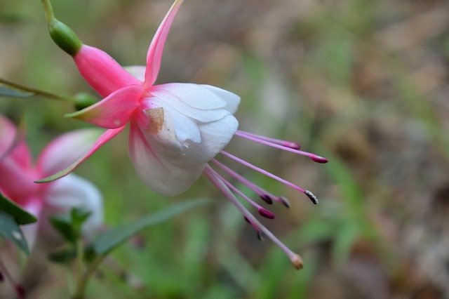 ດາວ​ໂຫຼດ​ຟຣີ Flowers Nature Petal - ຮູບ​ພາບ​ຟຣີ​ຫຼື​ຮູບ​ພາບ​ທີ່​ຈະ​ໄດ້​ຮັບ​ການ​ແກ້​ໄຂ​ກັບ GIMP ອອນ​ໄລ​ນ​໌​ບັນ​ນາ​ທິ​ການ​ຮູບ​ພາບ​