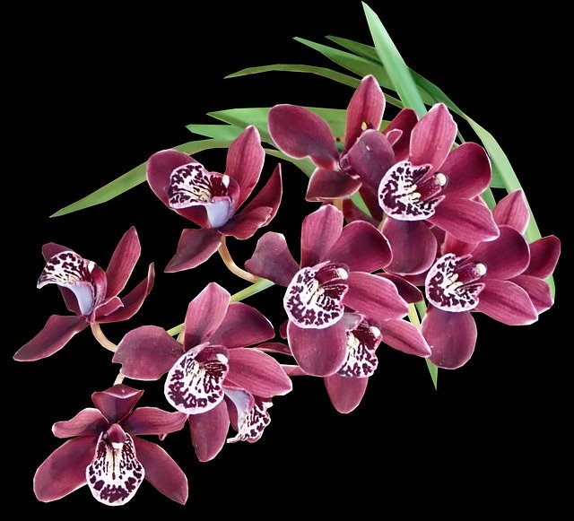 Descarga gratis Flowers Orchid Exotic: foto o imagen gratuita para editar con el editor de imágenes en línea GIMP