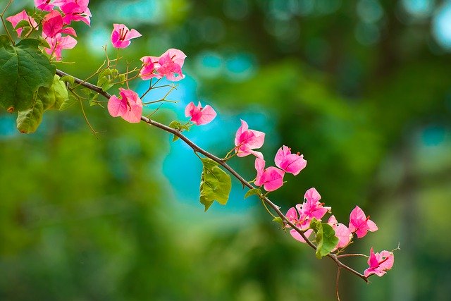 Free download flowers petals pink blossom nature free picture to be edited with GIMP free online image editor