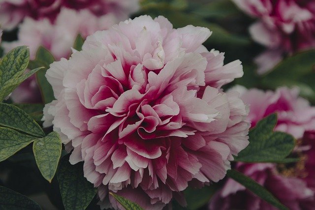 Free download flowers pink flowers pink peonies free picture to be edited with GIMP free online image editor