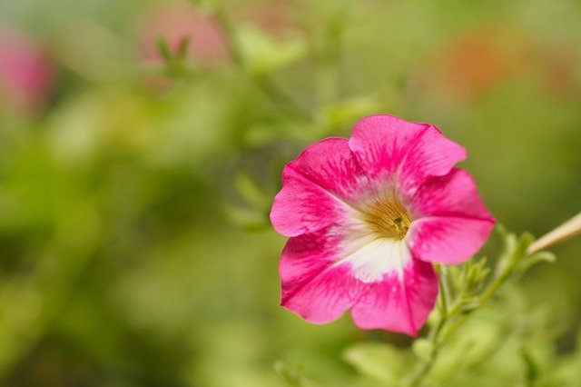 Téléchargement gratuit Fleurs Rose Naturel - photo ou image gratuite à éditer avec l'éditeur d'images en ligne GIMP