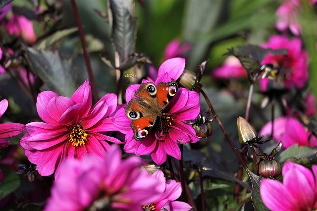 Free download flowers pink nature blossom petals free picture to be edited with GIMP free online image editor