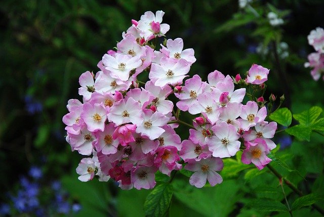 Free download flowers plant pink bloom garden free picture to be edited with GIMP free online image editor