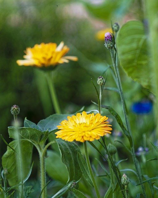 Free download flowers plants buds grass green free picture to be edited with GIMP free online image editor