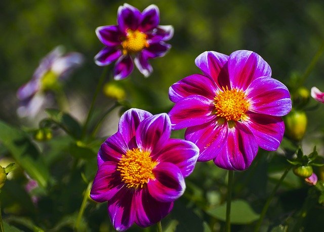 Muat turun percuma Flowers Plants Dahlia - foto atau gambar percuma untuk diedit dengan editor imej dalam talian GIMP