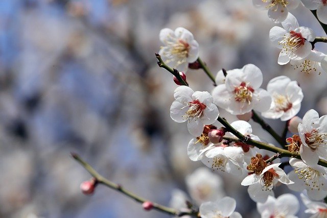 Free download flower spring plum blossom free picture to be edited with GIMP free online image editor