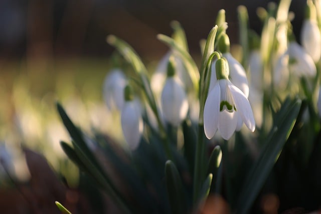 ດາວໂຫຼດດອກໄມ້ snowdrop ດອກສີຂາວຟຣີເພື່ອແກ້ໄຂດ້ວຍ GIMP ບັນນາທິການຮູບພາບອອນໄລນ໌ຟຣີ