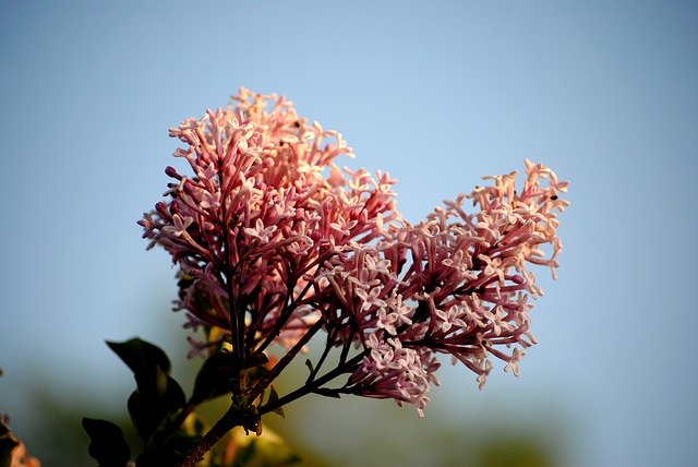 تنزيل Flowers Spring Sky مجانًا - صورة أو صورة مجانية ليتم تحريرها باستخدام محرر الصور عبر الإنترنت GIMP