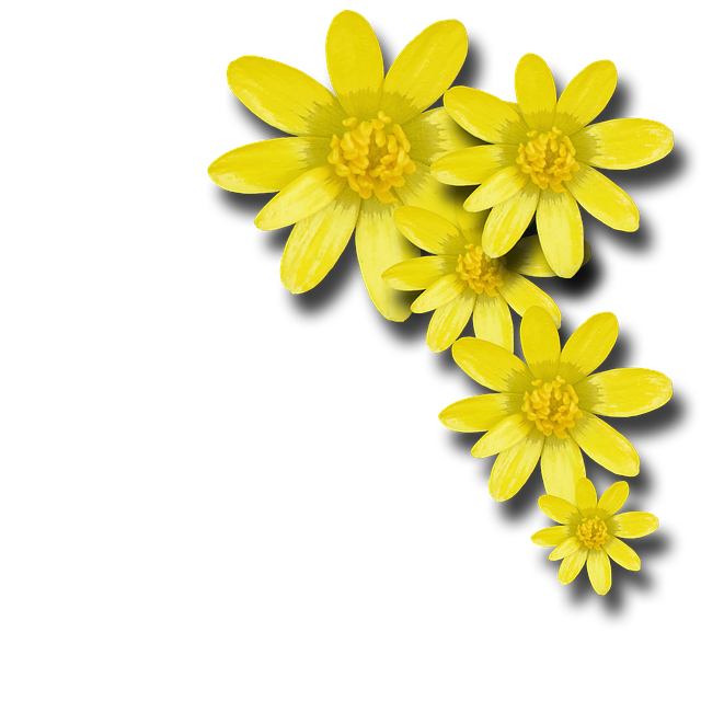 Free download Flowers Spring Yellow -  free photo or picture to be edited with GIMP online image editor