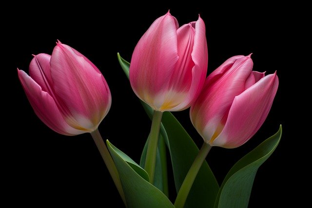 Free download flowers tulips background spring free picture to be edited with GIMP free online image editor