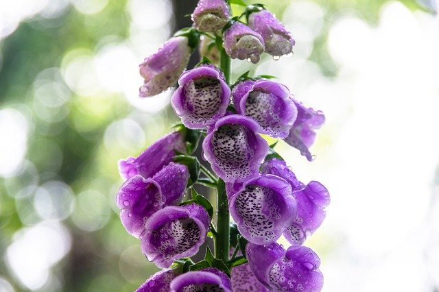 Free download flowers violet flowers foxgloves free picture to be edited with GIMP free online image editor