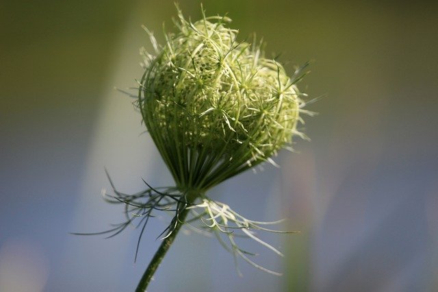 免费下载 Flowers Weeds Nature - 可使用 GIMP 在线图像编辑器编辑的免费照片或图片