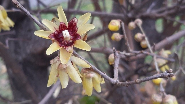 Free download flower sweet in winter bloom botany free picture to be edited with GIMP free online image editor