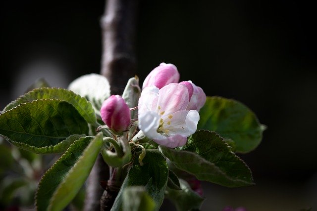 無料でダウンロードできる花と白いリンゴの木 - GIMPオンライン画像エディタで編集できる無料の写真や画像