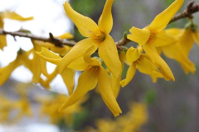 Téléchargement gratuit de Flowers Yellow Bush - photo ou image gratuite à éditer avec l'éditeur d'images en ligne GIMP