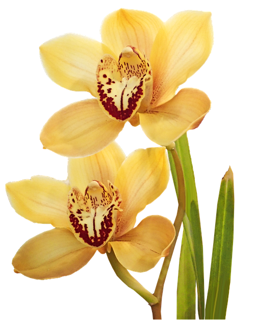 Free download Flowers Yellow Orchids -  free illustration to be edited with GIMP free online image editor