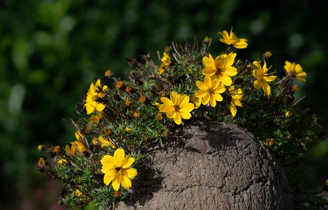 Free download flowers yellow petals rock plants free picture to be edited with GIMP free online image editor