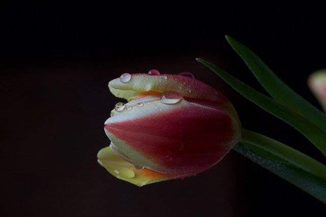 دانلود رایگان Flower Tulip Drop Of Water - عکس یا تصویر رایگان قابل ویرایش با ویرایشگر تصویر آنلاین GIMP