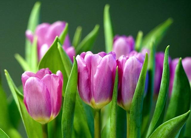 Kostenloser Download von Blumen, Tulpen, Frühling, Blüte, kostenloses Bild zur Bearbeitung mit dem kostenlosen Online-Bildeditor GIMP