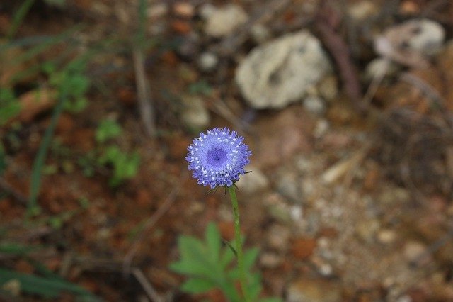 Free download flower violet nature tree beauty free picture to be edited with GIMP free online image editor