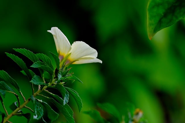 বিনামূল্যে ডাউনলোড ফুল ওয়ালপেপার টার্নেরা ফুলের বিনামূল্যের ছবি GIMP বিনামূল্যে অনলাইন ইমেজ এডিটর দিয়ে সম্পাদনা করতে হবে