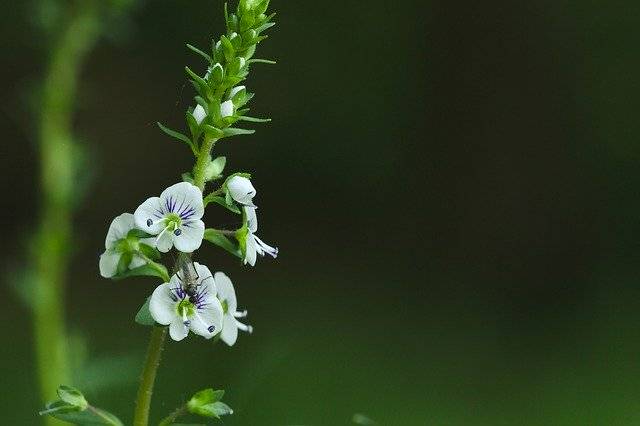 ດາວໂຫຼດຟຣີ Flower White Green ແມ່ແບບຮູບພາບເພື່ອແກ້ໄຂດ້ວຍຕົວແກ້ໄຂຮູບພາບອອນໄລນ໌ GIMP