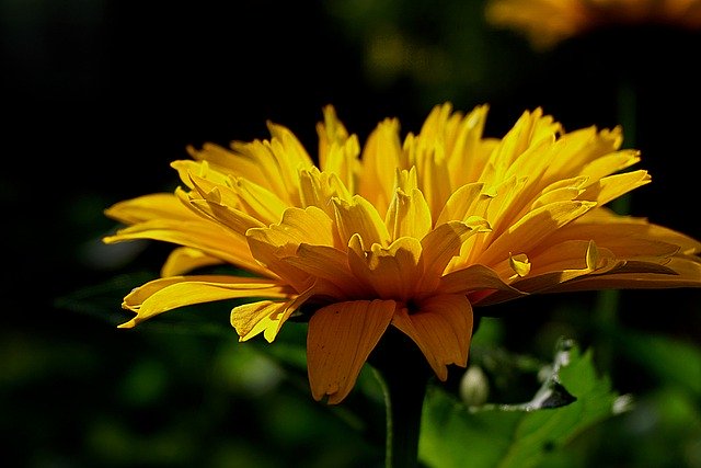 Free download flower yellow flower garden free picture to be edited with GIMP free online image editor